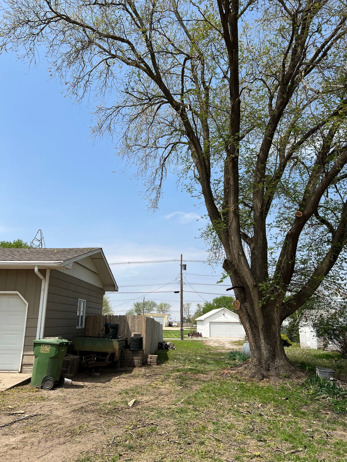 Tree Trimming and Pruning