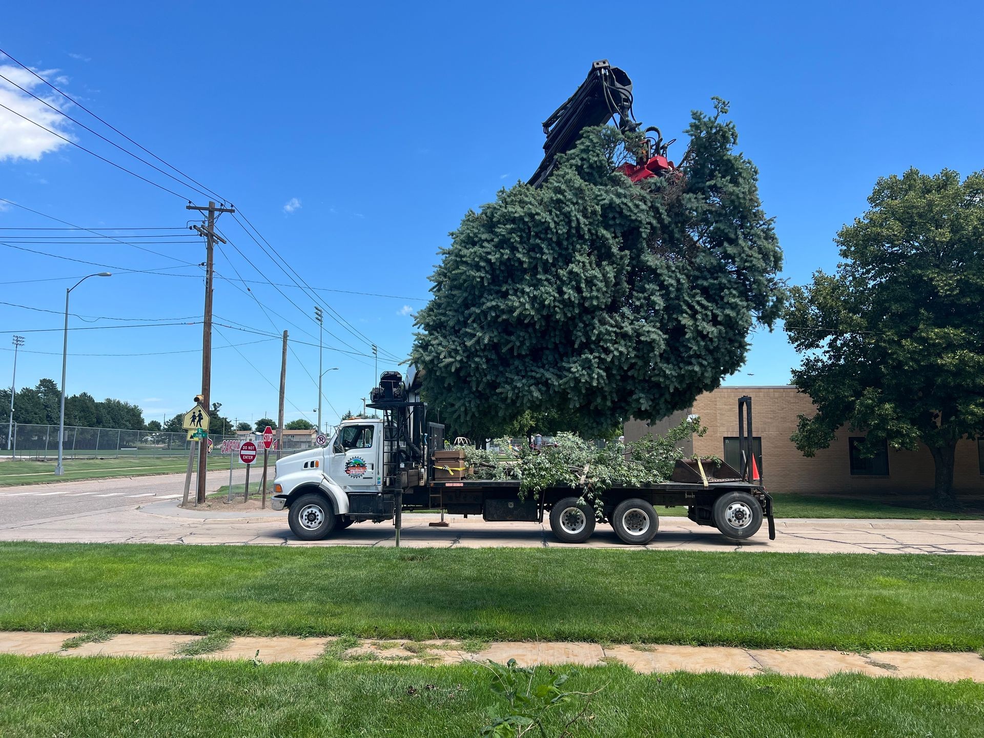 Tree Removal